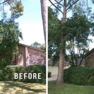Before and after: on the left, branches hang over a brick house. On the right, the same pine with its trunk cleared and the roof line open.