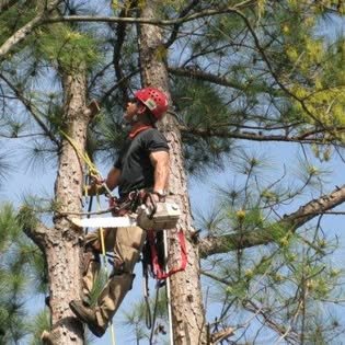A climber in a red helmet, roped into a pine with a chainsaw