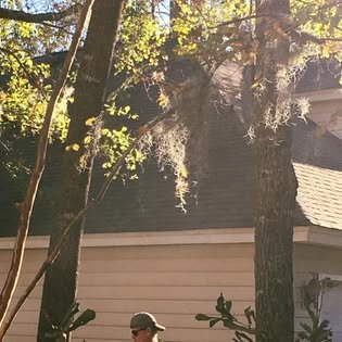 Sunlit trees hung with moss beside a house, with a crew member in a cap below